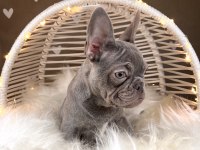 Renkli Gözlü Exotic French Bulldog Yavrularım