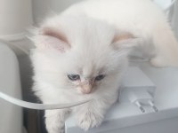 Orjinal British longhair yavrular
