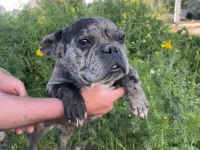 DİŞİ FRENCH BULLDOG MERLE 1.5 YAŞINDA