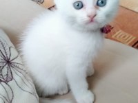 Mavi gözlü erkek kedimiz