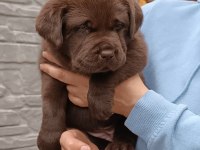 Labrador Retriever Yavruları Muhteşem Formda