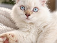 Safkan British Blue Point Yavrumuz