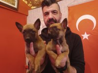 Belçika kurdu muhteşem yavrular