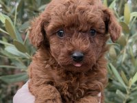 Kore Toy Poodle Yavrular