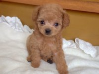 İZMİR BORNOVA TOY POODLE