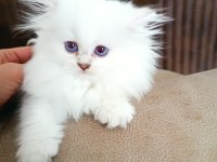 British shorthair yavrular
