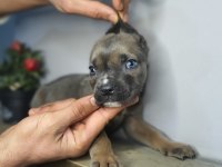 Egzotik cane corso yavrularım