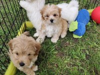 ORJİNAL MALTİPOO YAVRULAR