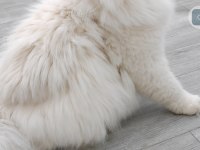 British longhair kedisi