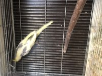 Erkek Klasik Heavy Pied Sultan Papağanı