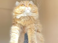By22 Erkek yavru safkan british shorthair