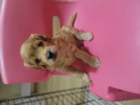 Yeni ailesine gitmek isteyen maltipoo çocuklara sıcak yuva