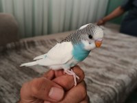 Ele Alışmaya Uygun Yavru Muhabbetler