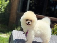 Pomeranian Boo Sağlık Ve Irk Garantili Köpeğimiz