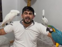 Tam bir resim kuşu ara macaw