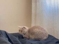 British shorthair ücretsiz sahiplendirme