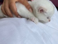 Chinchilla 5 haftalık yavru