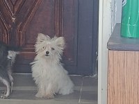 Tatlış yorkshire terrier bebek