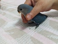 Papağanlarımızın bu renkler mükemmel