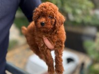 Red brown toy poodle ERKEK BEBEKLERİMİZ