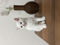 Irkının en güzel örneği olan Odd Eyes Kedimiz