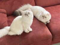 British Longhair 5 aylık