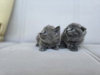 Gri scottish fold dişi yavru