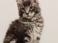 Maine coon erkek yavru