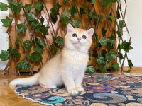 British Shorthair Golden NY12 Dişi
