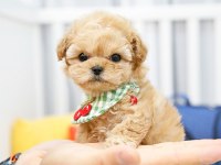 SAFKAN UST KALİTE MALTİPOO YAVRULARIM