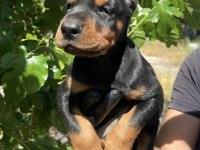 Safkan doberman yavrular