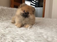POFUDUK HANIM POMERANİAN