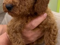 Kaliteli Toy Poodle Yavrular