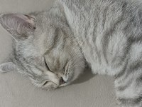 1 yaşında sahibinden british longhair
