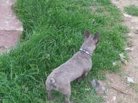 Blue brindle french bulldog
