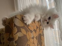 Son kalan chinchilla kedisi bebişlerim