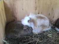 Lop Hollanda tavşanı