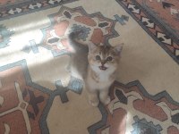 Acil sahiplendirilecek british shorthair