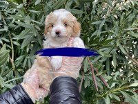 3 aylık maltipoo tuvalet eğitimi var