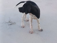 Pointer yavrular ve yetişkin pointer