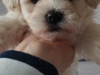 Dişi ve erkek bebek köpekler