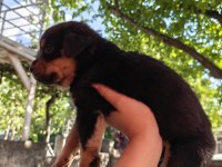 Koca kafa rottweiler yavruları