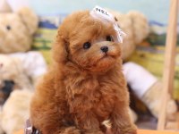 TOY POODLE YAVRULARIM