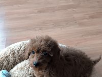 3,5 Aylık dişi toy poodle yavrusu