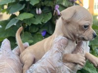 Chihuahua mini severlere