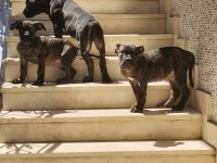 A Class Presa Canario Yavruları