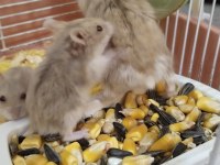 Speedy Gonzales Hamster Yavruları
