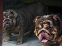 SİTENİN EN RENKLİ EN MÜTEVAZİ BULLDOG ŞEKERLERİ