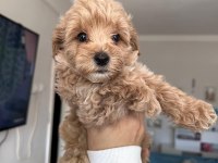 Poodle ayarında maltipoo tüy dökmez koku yapmaz uyguna