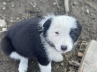 Border collie yavru köpeklerimiz